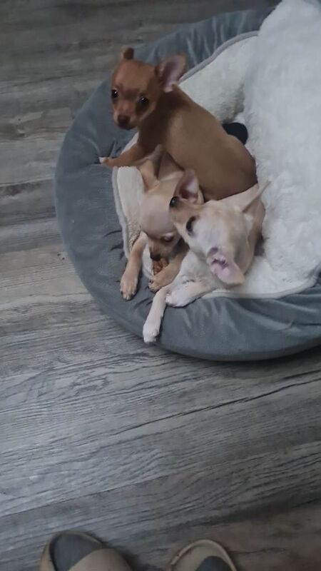 Chihuahua puppies for sale in Shirebrook, Derbyshire – 12 weeks old - Image 5 of 5