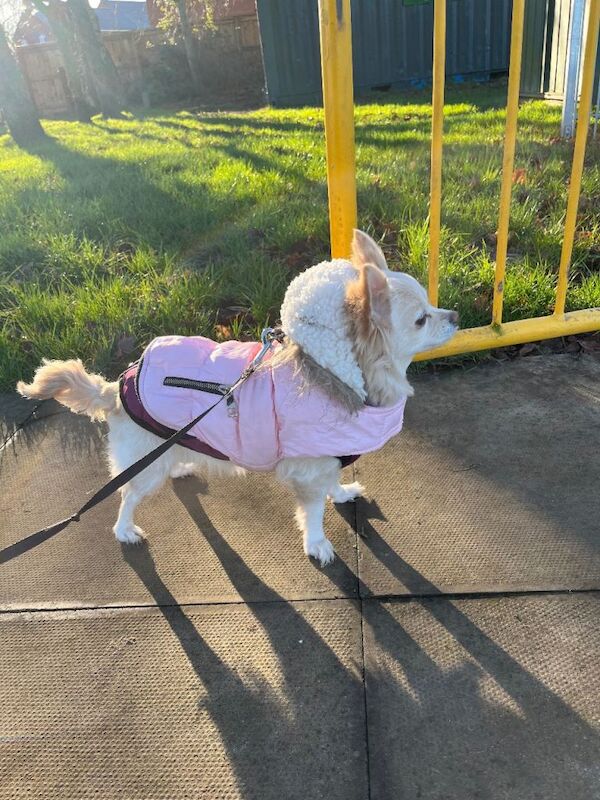 Chihuahua Puppies For Sale Under £1,000