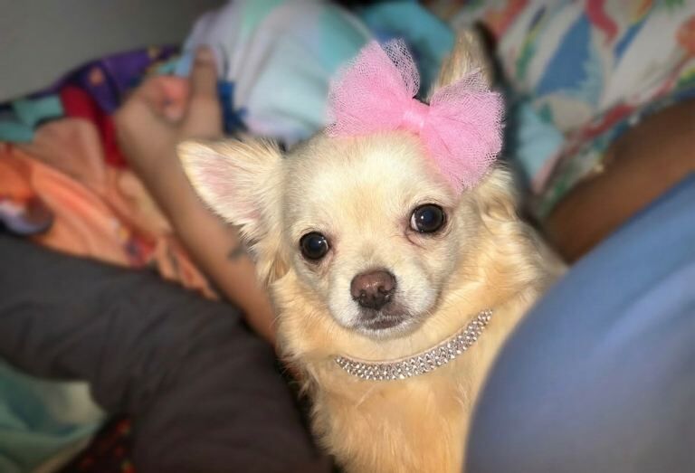 Chihuahua puppies for sale in Tamworth, Staffordshire – 5 years old - Image 2 of 2