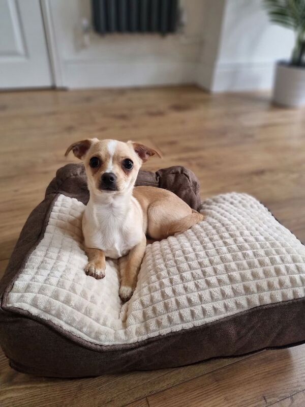 Beautiful 9 month chiweenie for sale in Leicester, Leicestershire