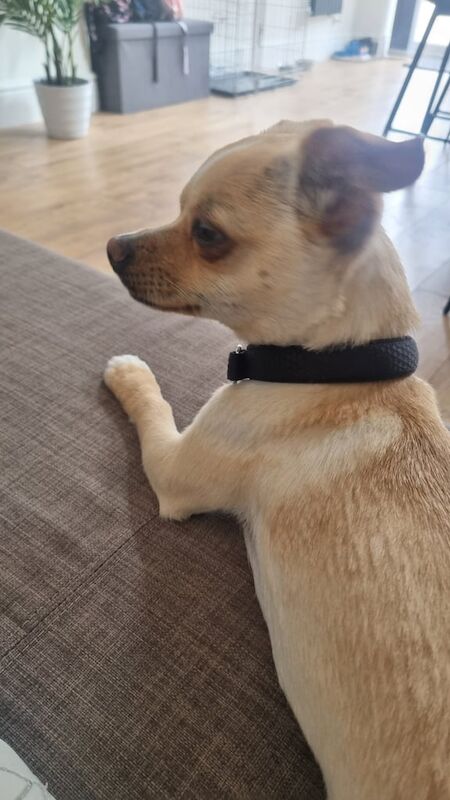 Beautiful 9 month chiweenie for sale in Leicester, Leicestershire | Image 2