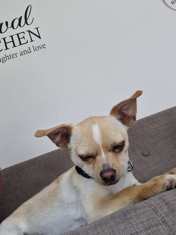 Beautiful 9 month chiweenie for sale in Leicester, Leicestershire | Image 3