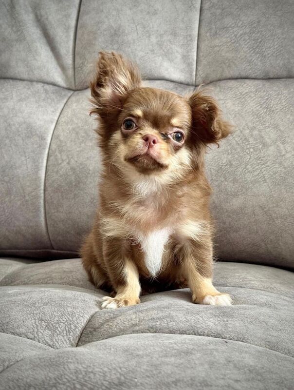 beautiful apple head chihuahua boy
