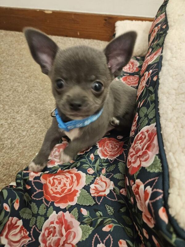 Beautiful blue chihuahua pups - Image 3 of 5