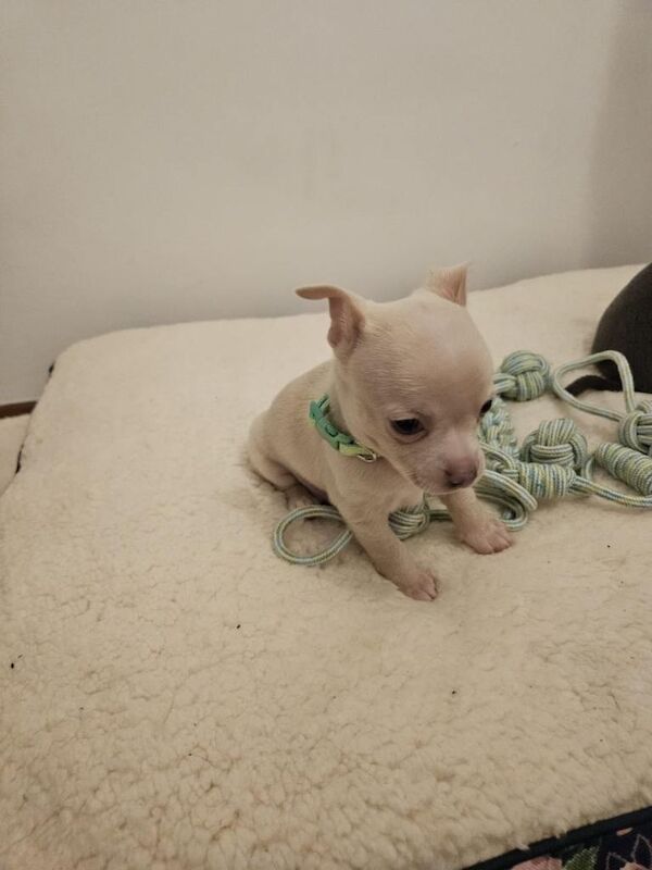 Beautiful blue chihuahua pups - Image 4 of 5