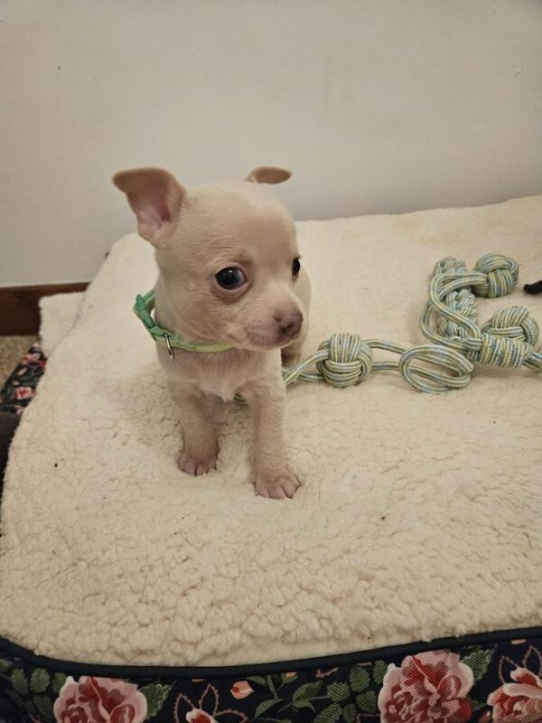 Beautiful blue chihuahua pups - Image 5 of 5