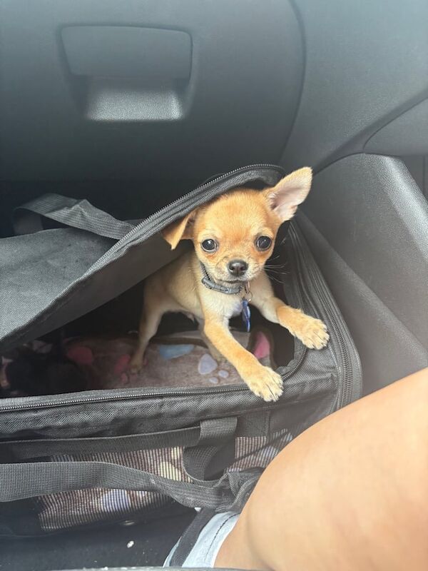 Chihuahua puppies for sale in Telford, Shropshire – 3 months old