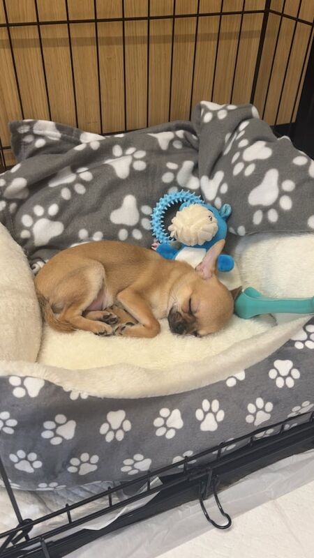 Chihuahua puppies for sale in Telford, Shropshire – 3 months old - Image 3 of 3