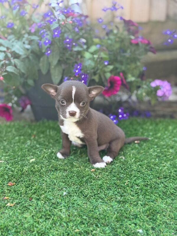 Beautiful boy chihuahua puppies Russian & KC line in Birmingham for sale in Harborne, West Midlands | Image 2