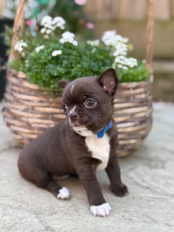 Beautiful boy chihuahua puppies Russian & KC line in Birmingham for sale in Harborne, West Midlands | Image 3