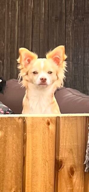 Beautiful chihuahua - Image 2 of 2