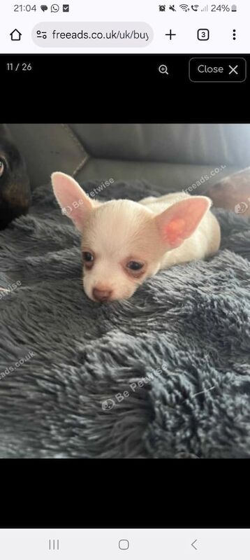Chihuahua puppies for sale in New Ollerton, Nottinghamshire – KC registered, 3 months old