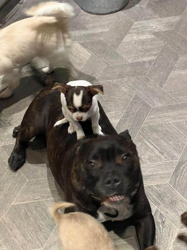 Chihuahua puppies for sale in New Ollerton, Nottinghamshire – KC registered, 3 months old - Image 2 of 4