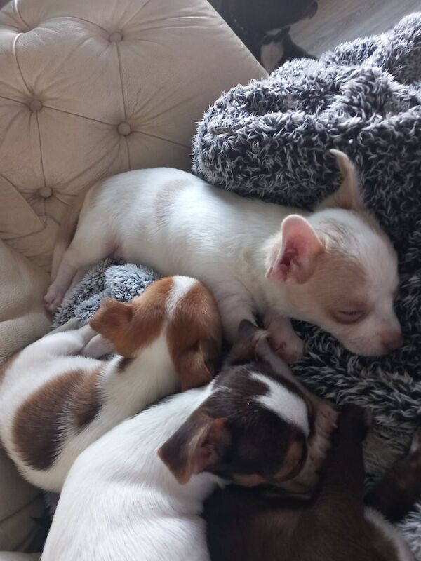 Chihuahua puppies for sale in New Ollerton, Nottinghamshire – KC registered, 3 months old - Image 3 of 4
