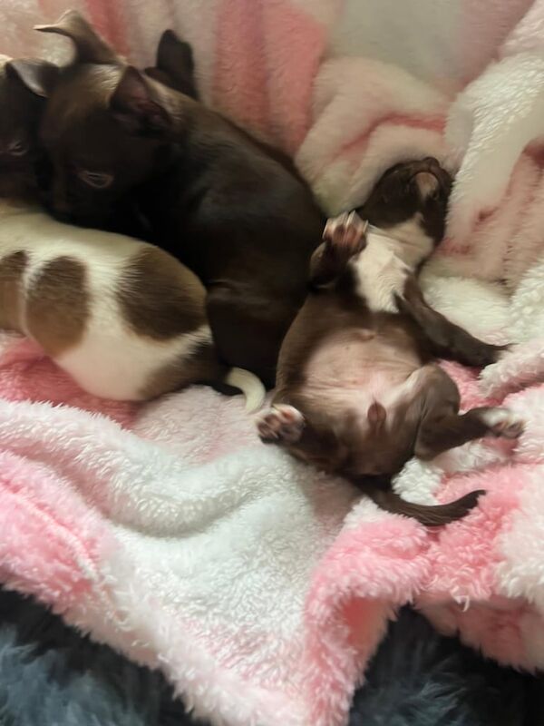 Chihuahua puppies for sale in New Ollerton, Nottinghamshire – KC registered, 3 months old - Image 4 of 4