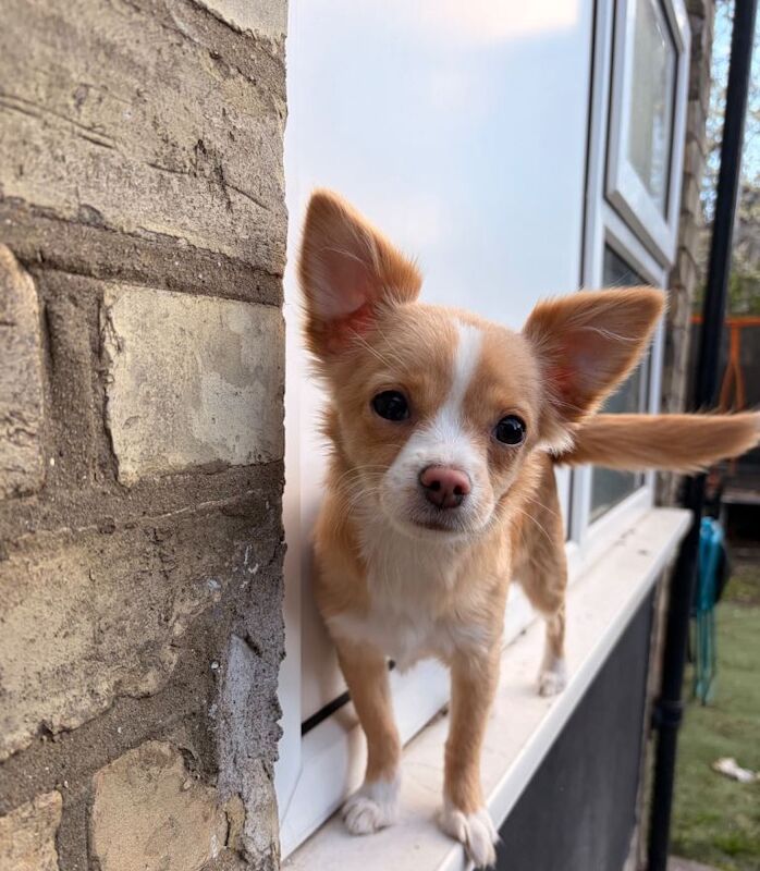 Chihuahua Puppies For Sale Under £1,000