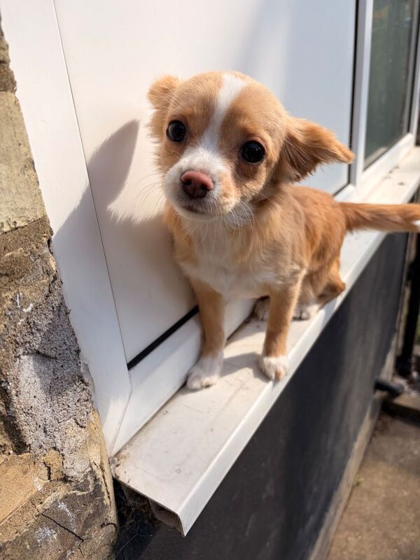 Beautiful chihuahua girl - Image 2 of 3