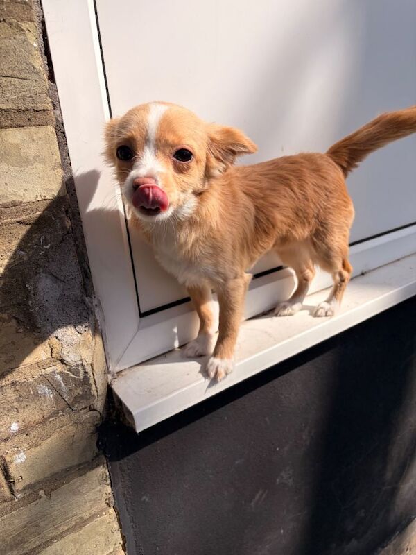 Beautiful chihuahua girl - Image 3 of 3