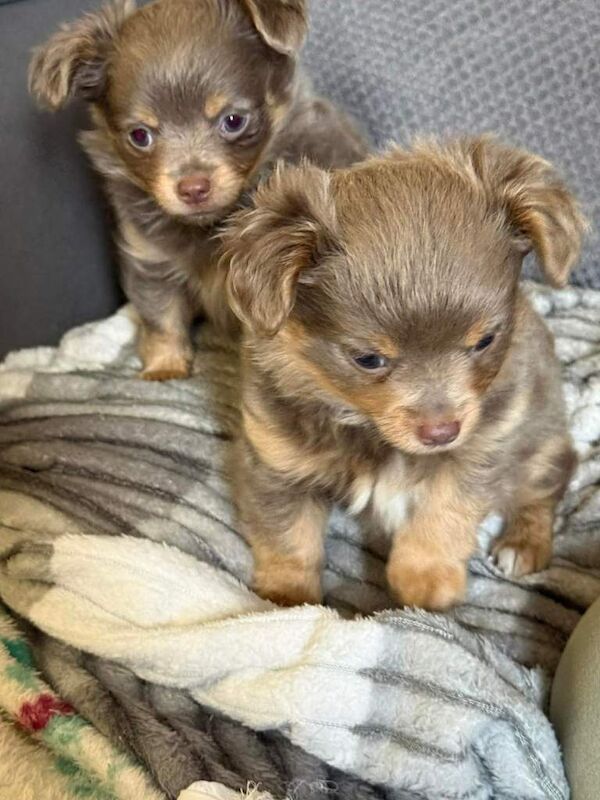 Chihuahua Puppies For Sale