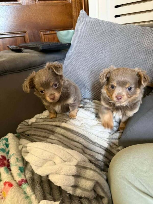 Beautiful Chihuahua male Pup for sale - Image 2 of 6