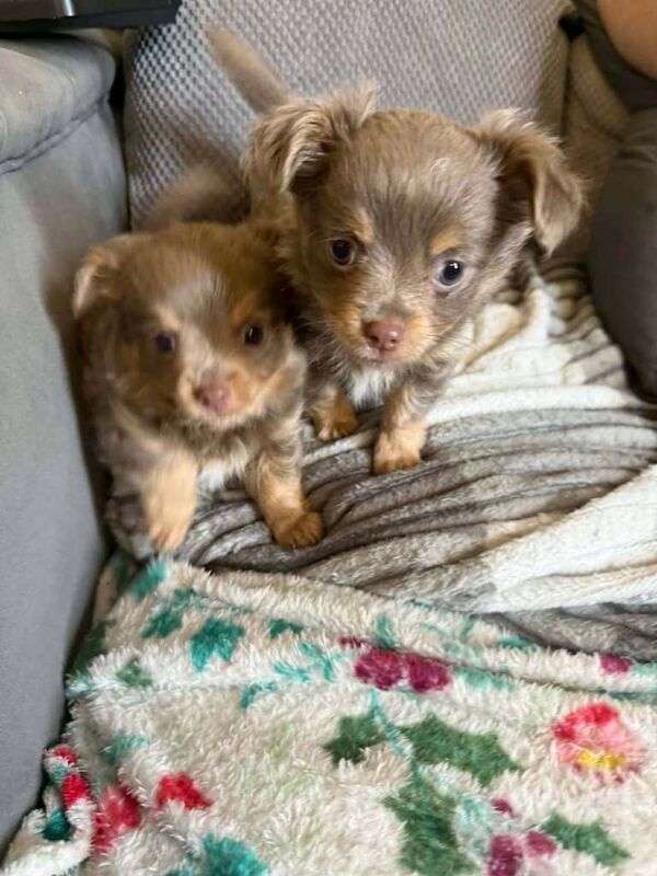 Beautiful Chihuahua male Pup for sale - Image 3 of 6