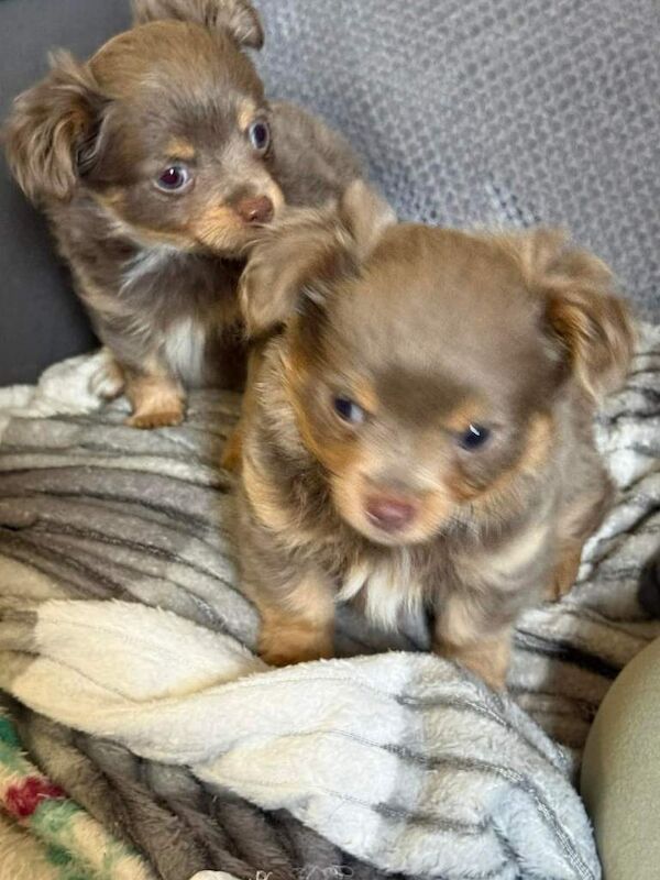 Beautiful Chihuahua male Pup for sale - Image 4 of 6