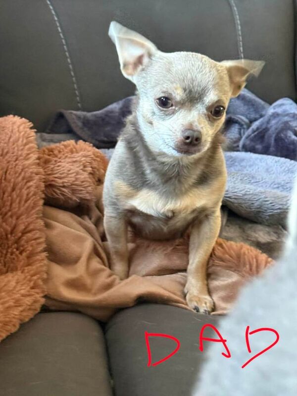 Beautiful Chihuahua male Pup for sale - Image 5 of 6