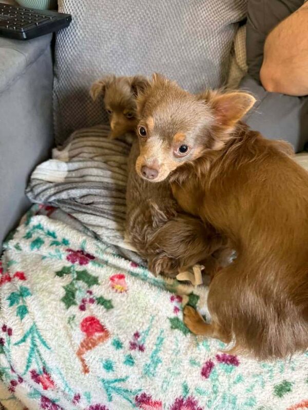 Beautiful Chihuahua male Pup for sale - Image 6 of 6