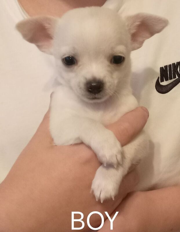 Chihuahua puppies for sale in Magherafelt, County Londonderry – 9 weeks old