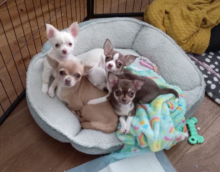 Chihuahua puppies for sale in Magherafelt, County Londonderry – 9 weeks old - Image 2 of 2
