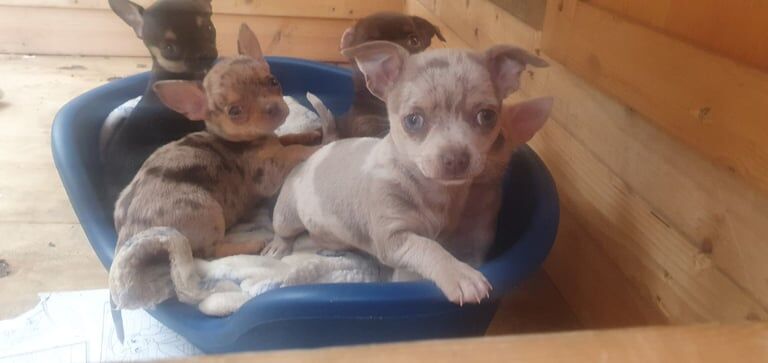Beautiful chihuahua puppies for sale in Martock, Somerset