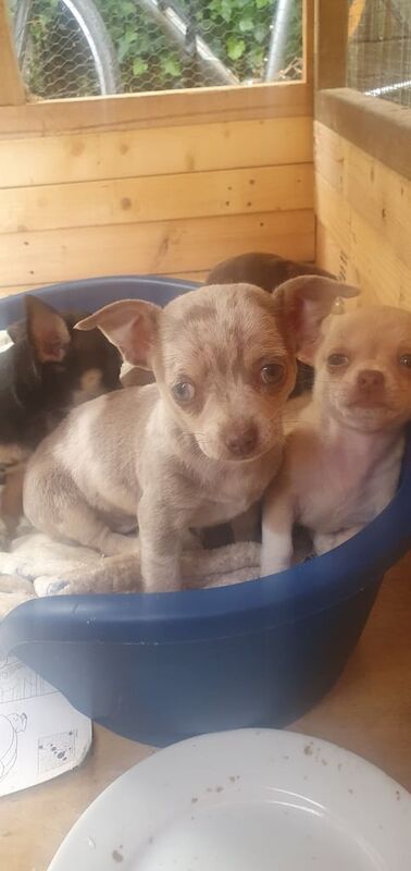 Chihuahua puppies for sale in Martock, Somerset – 9 months old - Image 2 of 3