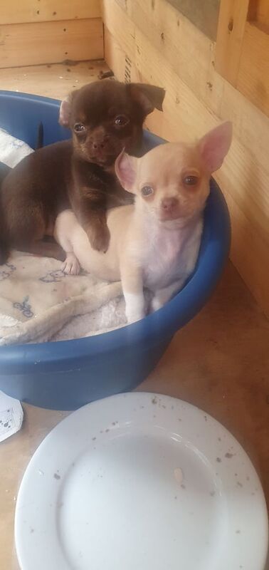 Chihuahua puppies for sale in Martock, Somerset – 9 months old - Image 3 of 3