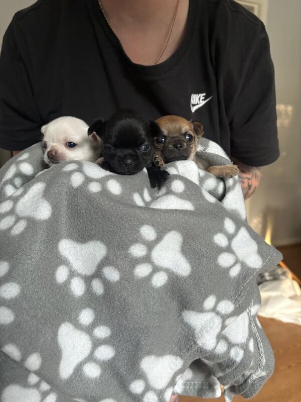 Beautiful chihuahua puppies for sale in Telford, Shropshire