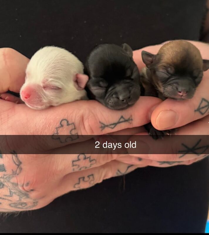 Beautiful chihuahua puppies for sale in Telford, Shropshire | Image 2
