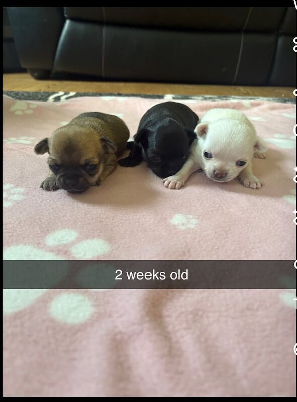 Beautiful chihuahua puppies for sale in Telford, Shropshire | Image 3