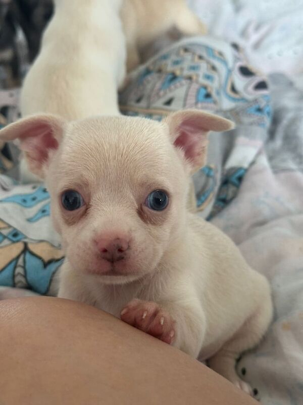 Chihuahua puppies for sale in Camberley, Surrey – 6 weeks old