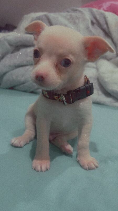 Chihuahua puppies for sale in Camberley, Surrey – 7 weeks old - Image 2 of 3