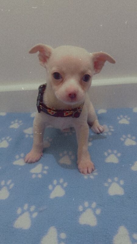 Chihuahua puppies for sale in Camberley, Surrey – 7 weeks old - Image 3 of 3