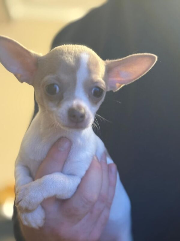 Chihuahua puppies for sale in Newtownabbey, County Antrim – 10 weeks old