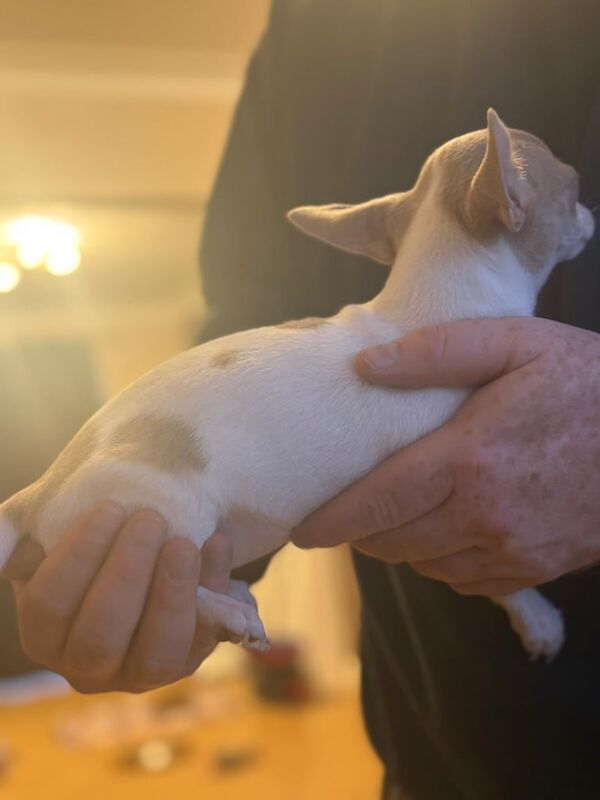 Chihuahua puppies for sale in Newtownabbey, County Antrim – 10 weeks old - Image 2 of 3