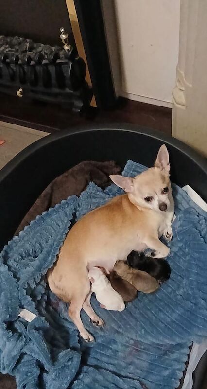 Chihuahua puppies for sale in Reddish, Greater Manchester – 6 weeks old - Image 5 of 6