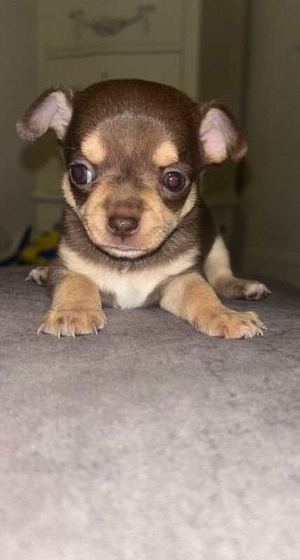 Beautiful chihuahua puppies