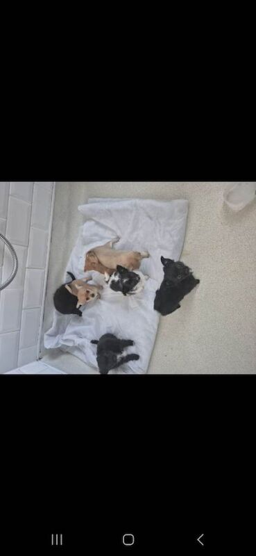 Chihuahua Puppies For Sale Under £1,000