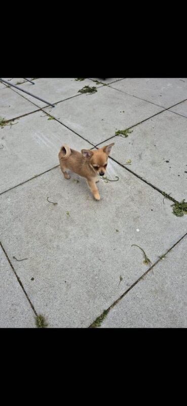 Beautiful chihuahua puppies - Image 2 of 4