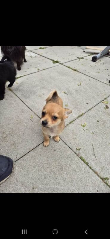 Beautiful chihuahua puppies - Image 3 of 4