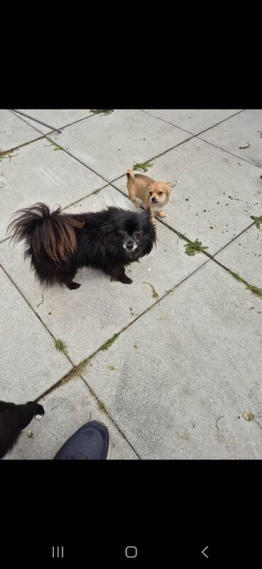 Beautiful chihuahua puppies - Image 4 of 4