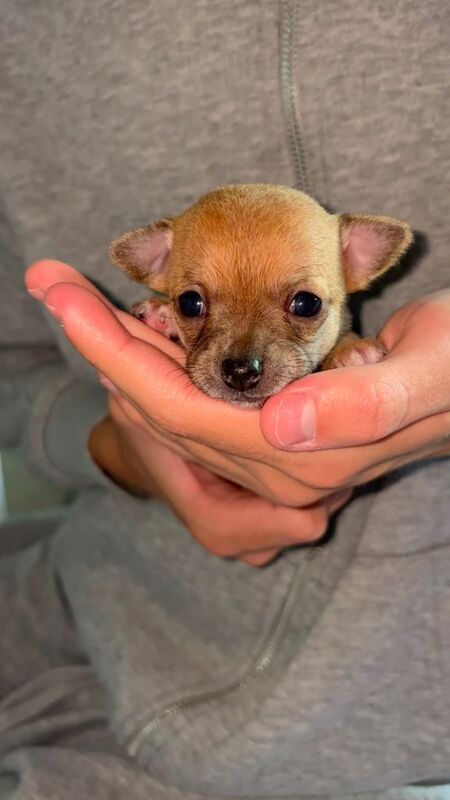 Beautiful chihuahua puppies