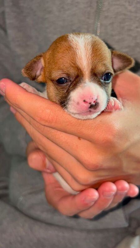 Beautiful chihuahua puppies - Image 2 of 6