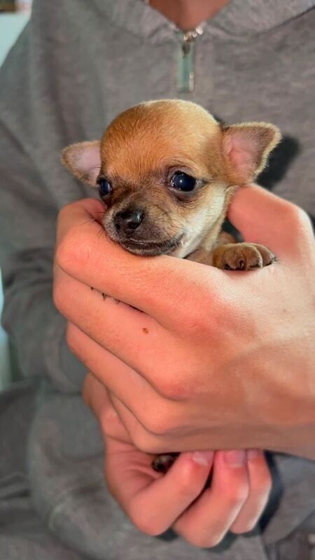 Beautiful chihuahua puppies - Image 3 of 6